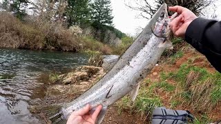 Beautiful March Chrome Steelhead God Scent Fishing [upl. by Retsila938]