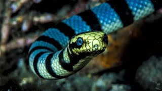 Belchers sea snake  one of the most venomous sea snakes in the world [upl. by Carmelia86]