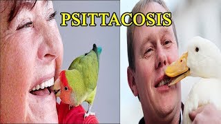 Psittacosis  including symptoms treatment and prevention [upl. by Niwled]