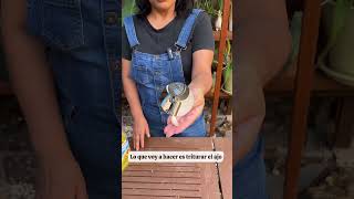 Si usas el aceite como insecticida debes de ver este video shorts plants gardening [upl. by Gerrard333]