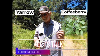 Coffeeberry Rhamnus californica amp Yarrow Achillea millefolium [upl. by Durrett]