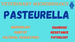 PasteurellaMicrobiology [upl. by Cohligan]