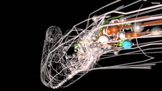 OpenWorm An opensource C elegans nematode simulation [upl. by Kai]