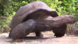 Aldabra Giant Tortoises at the Bronx Zoo [upl. by Mehitable3]