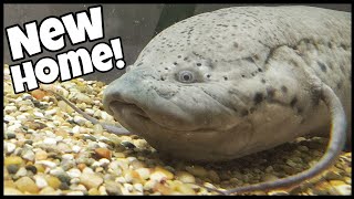 GIANT African Lungfish Moved to New SAFE Home [upl. by Johnathan]