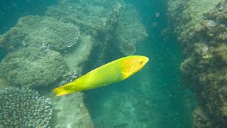 Finding INCREDIBLE Tropical Fish on the Tangalooma Shipwrecks [upl. by Esinehs]