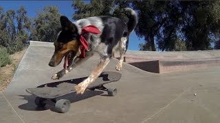 Ultimate Skateboarding Dog Compilation [upl. by Kir]