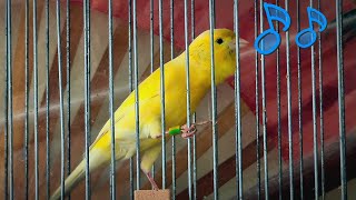 Russian Canary Singing \ Kanarienvogel Gesang \ Bird Sounds [upl. by Ahsinroc]