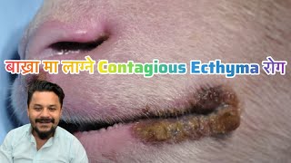 बाख्रा मा लाग्ने Contagious Ecthyma रोग [upl. by Mcgill]