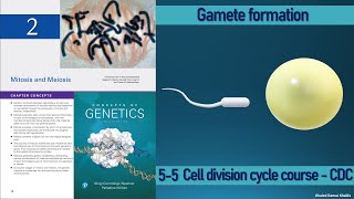 55 Gametes formation شرح بالعربى  cell cycle and cell division course Spermatogenesis [upl. by Ollehcram]