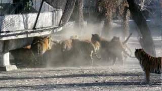 Siberian Tigers Being Fed Live Goat [upl. by Ellebasi]