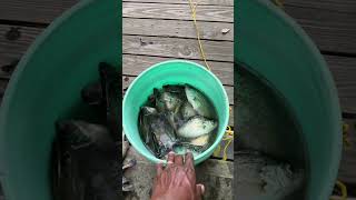 NEW BOBBERGONE CRAPPIE FISHING 400 CRAPPIES SHEARON HARRIS PARK NC 912024 [upl. by Kerianne]