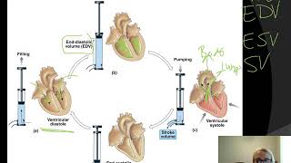 CH 20 Cardiodynamics [upl. by Aehsan]