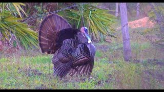 Wild Turkey Catch Clean Cook Opening Day Success [upl. by Delija]