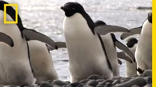 Penguins No Fail at Mealtime  National Geographic [upl. by Moclam]