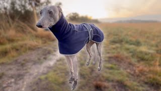 Walking A Whippet  Chobham Common  Sunset [upl. by Cartan]