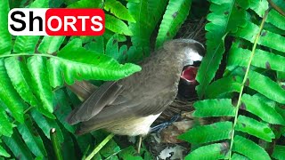 Bird Feeding And Raising Babies In The Nest 1 — YellowVented Bulbul Family Bird Watching [upl. by Niawd452]