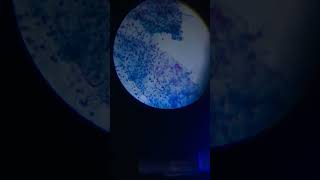 Nostoc microscopy science education biology [upl. by Aitan949]