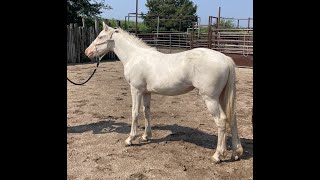 Snow Cataloged  Kalona Special Horse Sale 8524 [upl. by Eillas487]