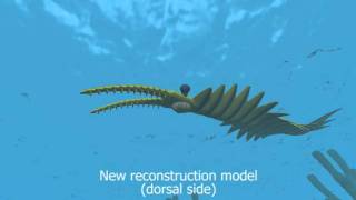 New Anomalocaris [upl. by Eybbob710]