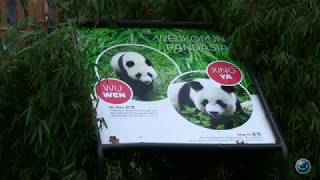 Pandasia Ouwehands Dierenpark Rhenen [upl. by Normi]