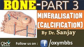 BONE PART 3  MINERALISATION CALCIFICATION [upl. by Ahsekyt733]