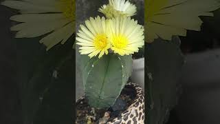 astrophytum flowering cactus nature naturelovers tranding [upl. by Eydie]