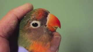 Lovebird Beak Trim by Dr G [upl. by Husha]