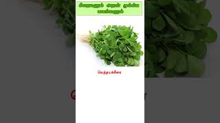 கீரை வகைகளும் அதன் பயன்களும்  About Greens Benefits Part 3 [upl. by Aiselad462]