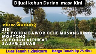 Rp 75rb Jual Kebun Durian 130 Pohon amp Alam Gunung Indah  Luas 12 hektare harga Tanah Murah Meriah [upl. by Rehnberg345]