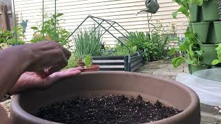 Summer Planting Collards and Carrots [upl. by Darin]