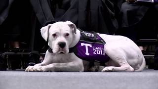 Tarleton Commencement Spring 2018 COAES COE [upl. by Meletius38]