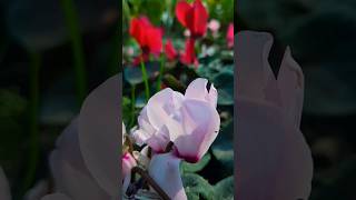 cyclamen plant  winter flower  garden  gardening flowers [upl. by Aicella]