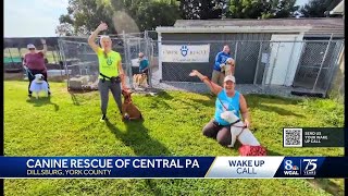 Canine Rescue of Central PA share a Wake Up Call for WGAL News 8 Today [upl. by Savick986]