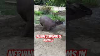 Nervine symptoms in buffalo l Dr Umar Khan [upl. by Llereg]