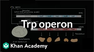 Trp operon [upl. by Gemma550]