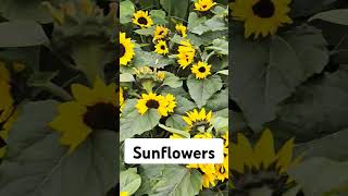 Sunflowers [upl. by Jenni]