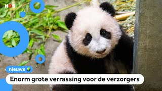 Panda die in Nederland geboren is blijkt ineens meisje te zijn 🐼 [upl. by Alejo]