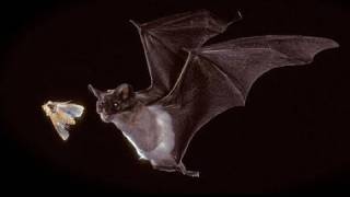 Bats in our Midst  KQED QUEST [upl. by Filberto572]