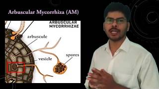 Plant Fungus interaction in Mycorrhizae [upl. by Isahella]