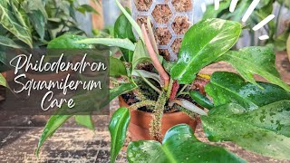 Philodendron Squamiferum Care And Repot  MOSS POLE ADDED [upl. by Liuqa237]