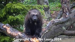 Gulo gulo  Linnaeus 1758  Mustelidae  Wolverine Glouton  Parc Zoologique Paris  042014 [upl. by Aelyk]