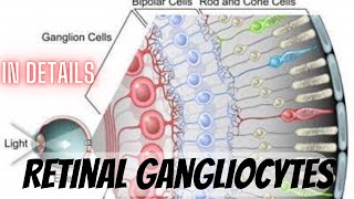 Retinal Ganglion cells in details Cytology part 89 [upl. by Ailekahs]