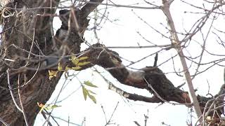 Nuthatch bird pecking on tree [upl. by Sucramrej695]