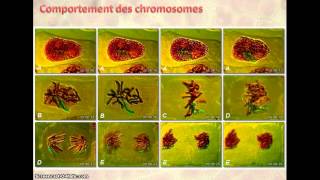 Mitose et reproduction conforme [upl. by Dunc]