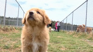 Meet Nova Scotias canine ambassador the Duck Toller [upl. by Vona]