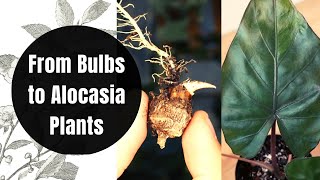 How to Propagate and GROW Alocasia Plants from CORMS BULBS  Repot with me  Plant Update [upl. by Nnep5]