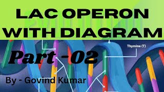 Lac Operon Part  02 Hindi Medium for bihar board class 12th [upl. by Atirhs]