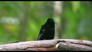 Riflebird call  rare bird [upl. by Shaeffer]