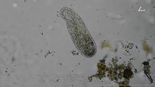 짚신벌레 Paramecium caudatum [upl. by Akceber121]